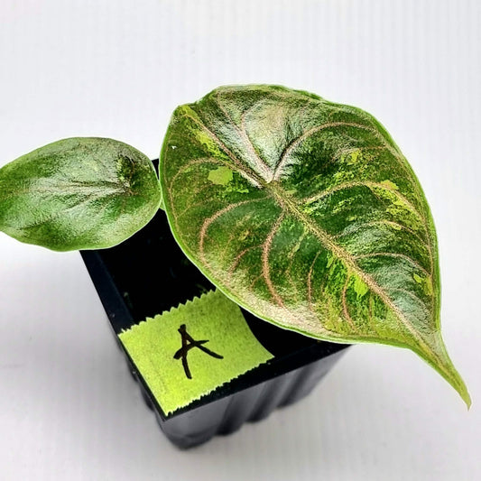 Alocasia azlanii Aurea Variegated
