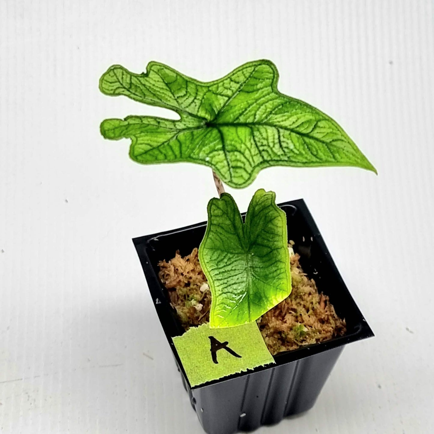 Alocasia Jacklyn Reverted