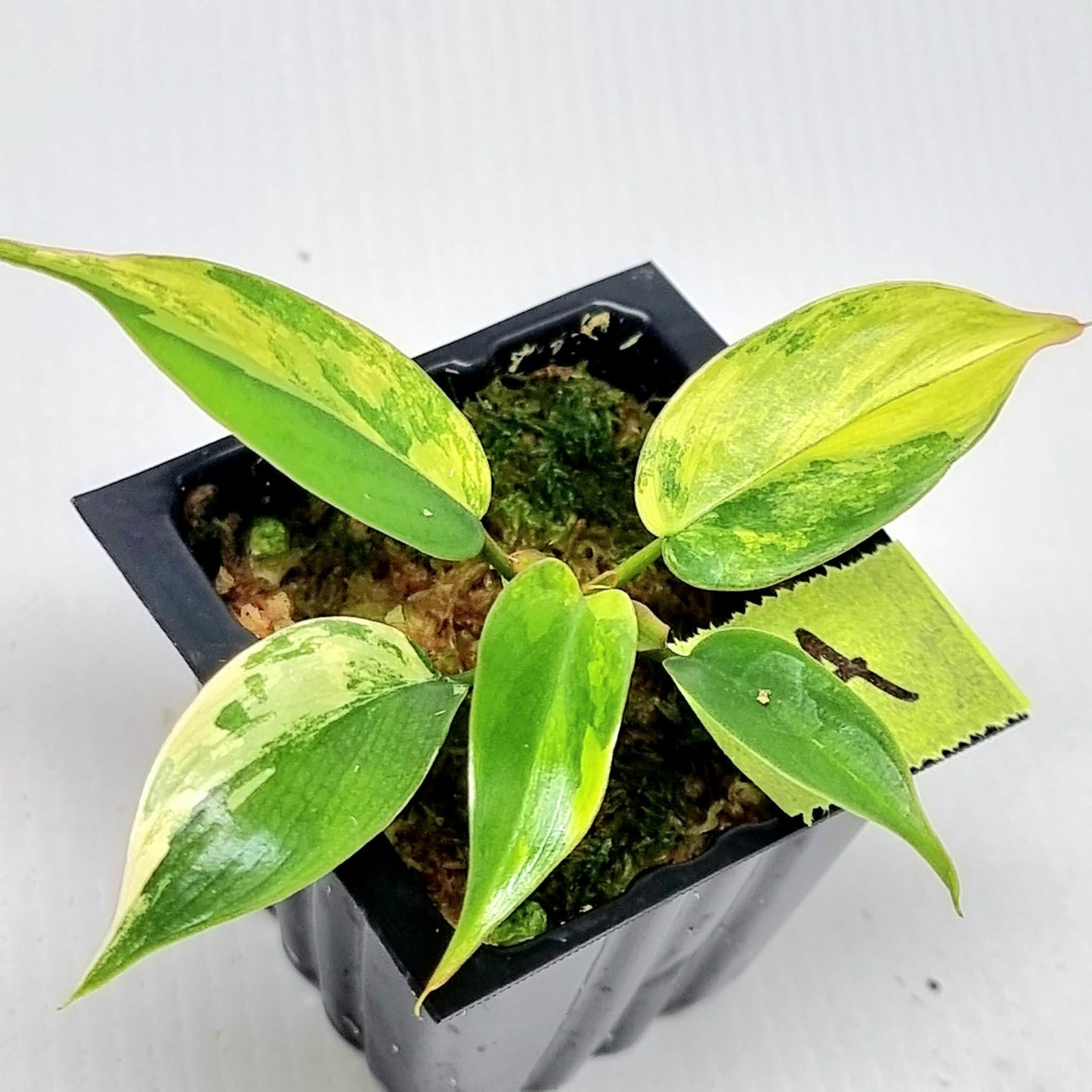 Philodendron Florida Beauty x P. mayoi Variegated