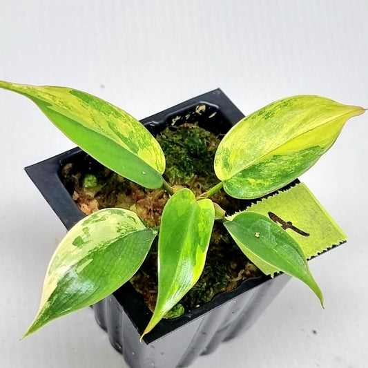 Philodendron Florida Beauty x P. mayoi Variegated
