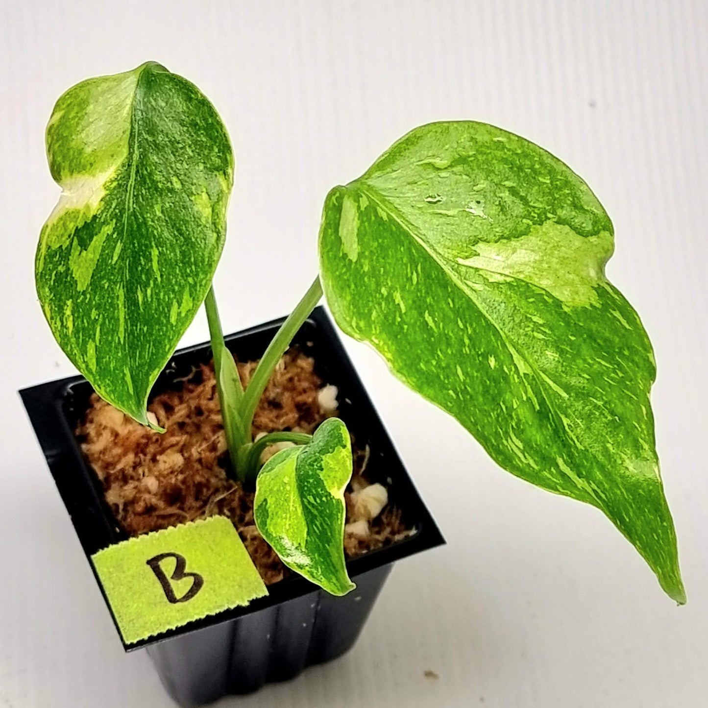 Monstera Electrolyte