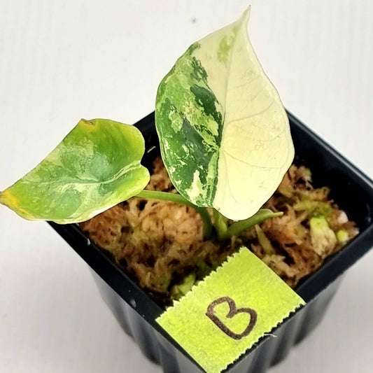 Alocasia Platinum/Bisma Albo Variegated