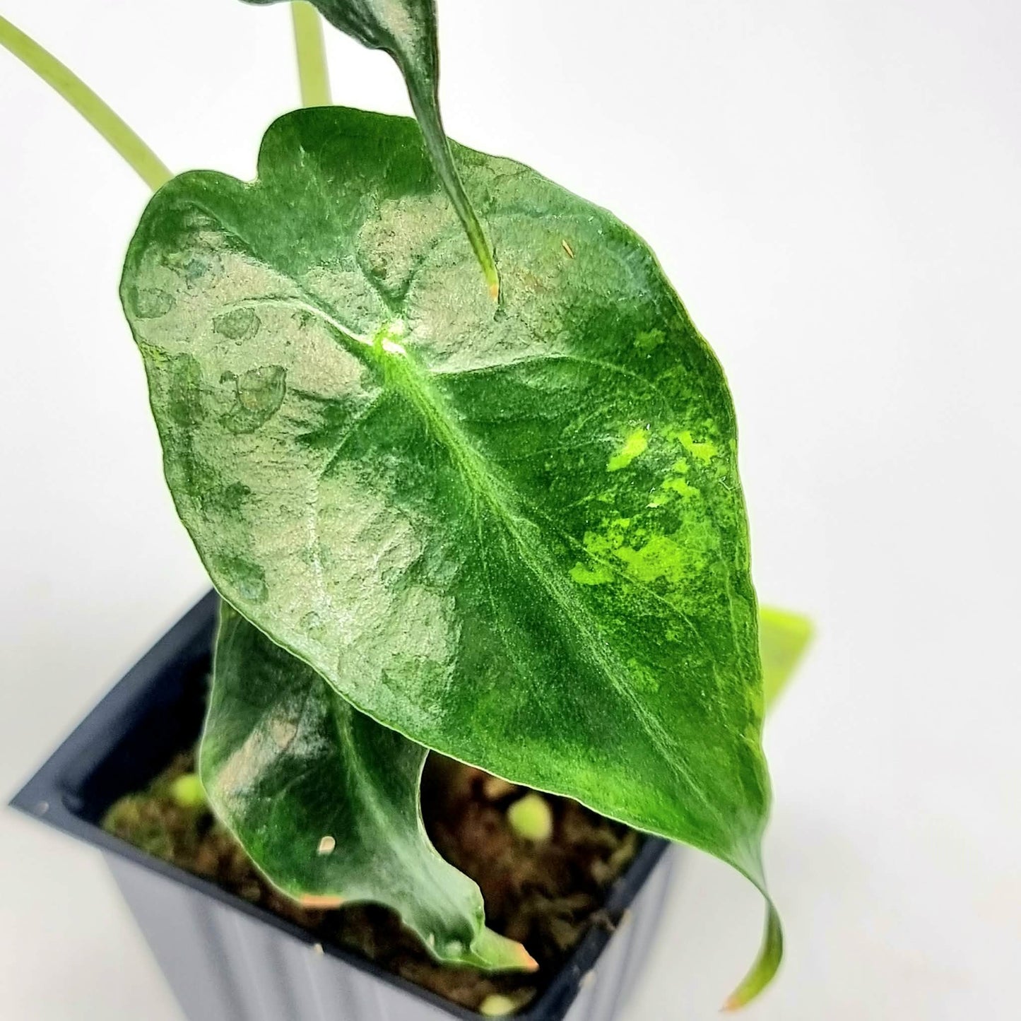 Alocasia Venom Aurea Low Variegated
