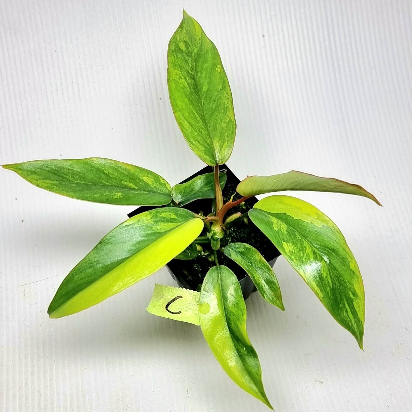 Philodendron mayoi Aurea Variegated