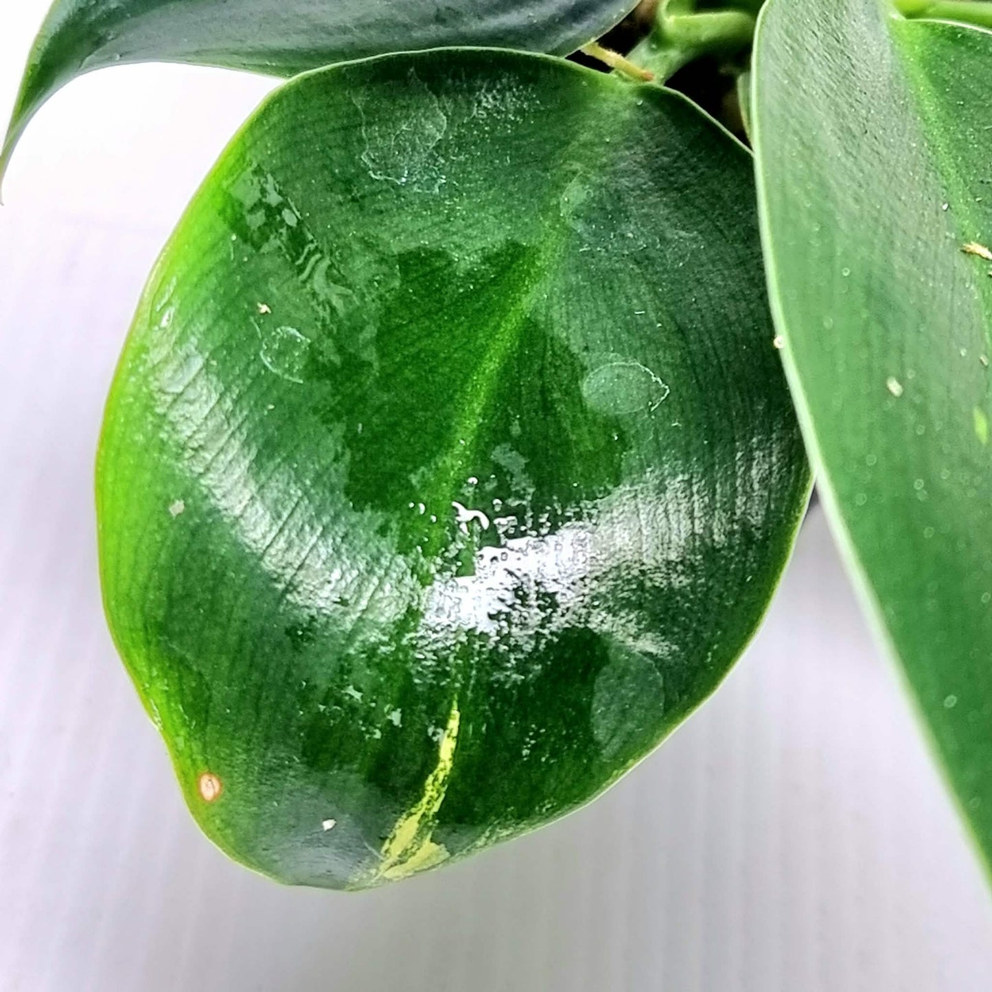 Philodendron Birkin Aurea Reverted