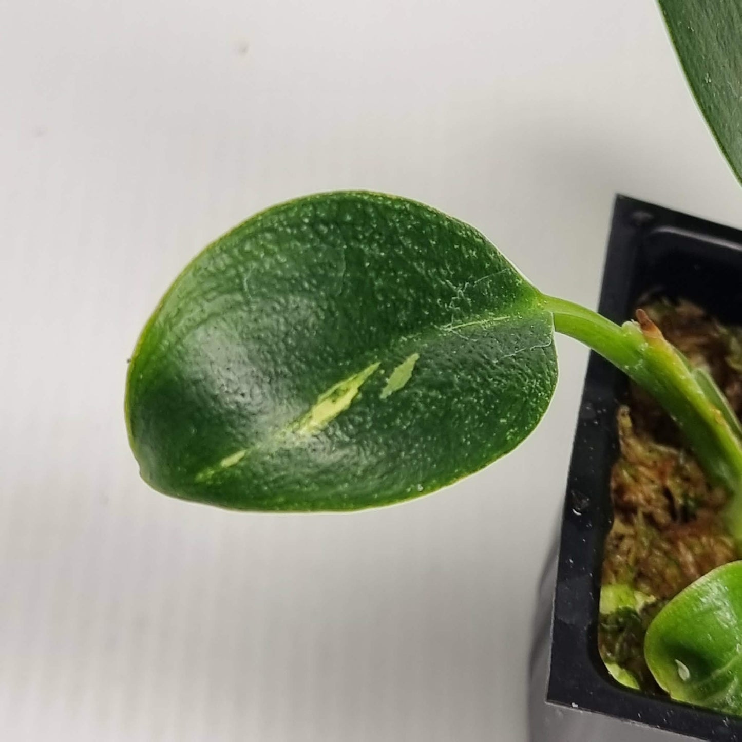 Philodendron Birkin Aurea Reverted