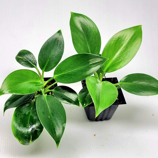 Philodendron Birkin Aurea Reverted