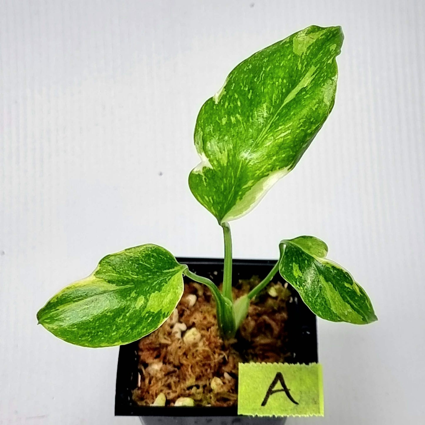 Monstera Electrolyte