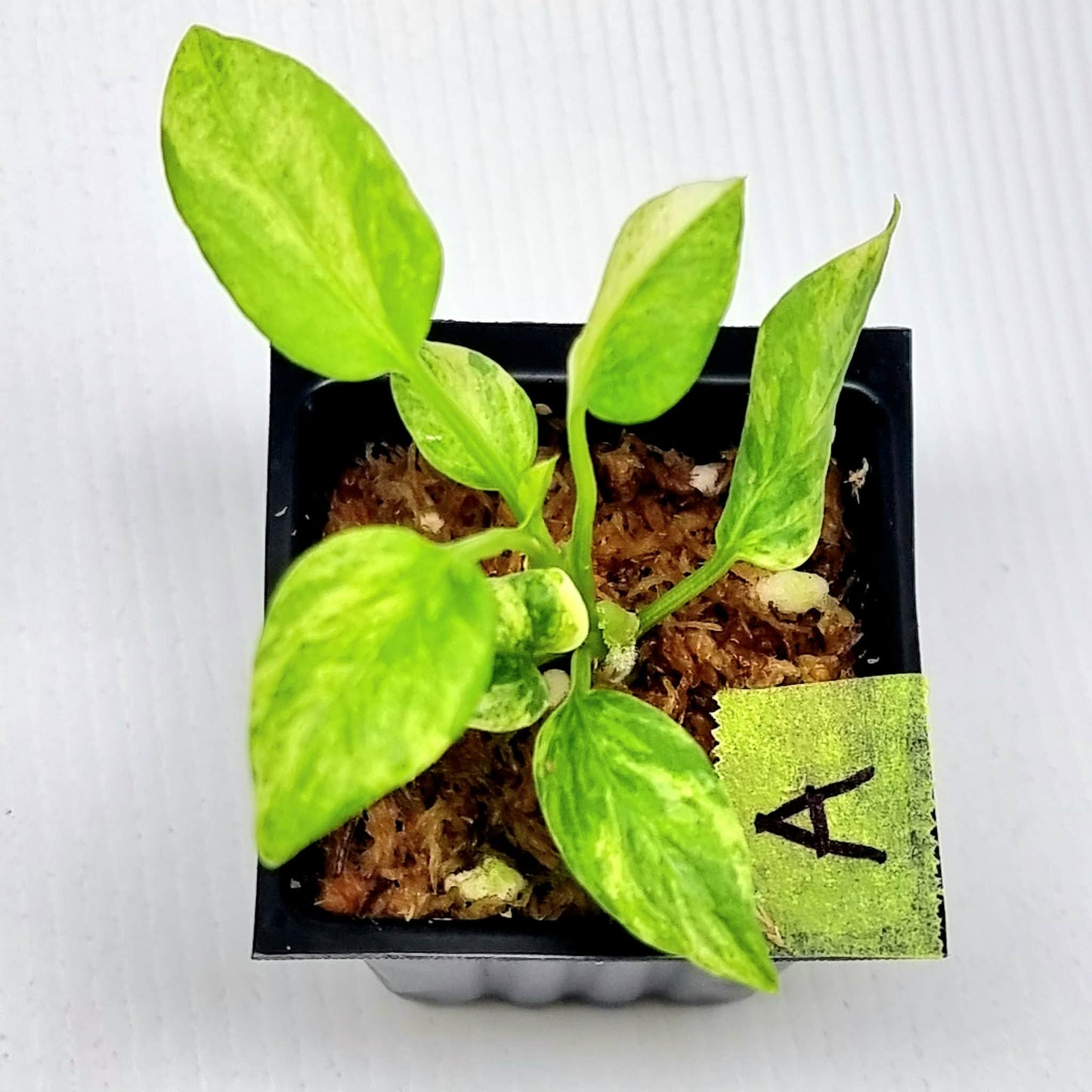 Anthurium vittariifolium Variegated