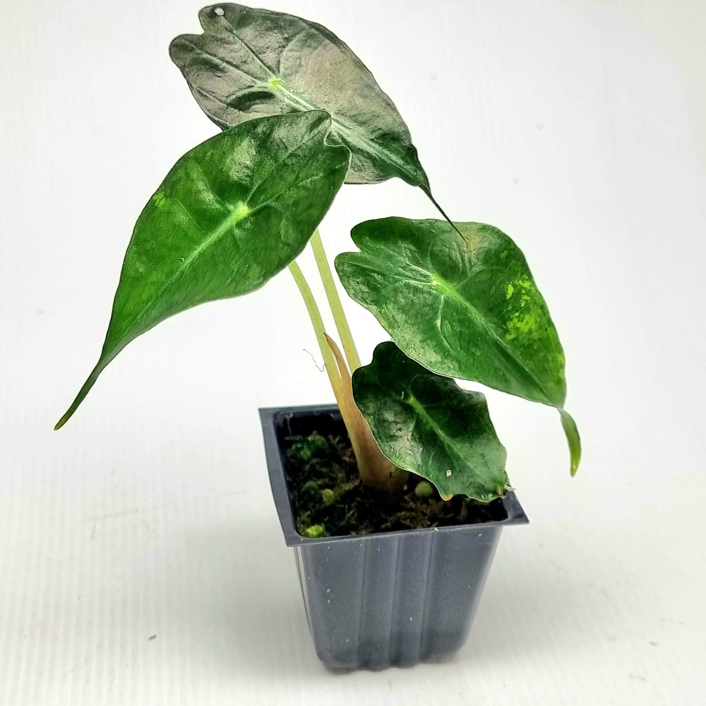 Alocasia Venom Aurea Low Variegated