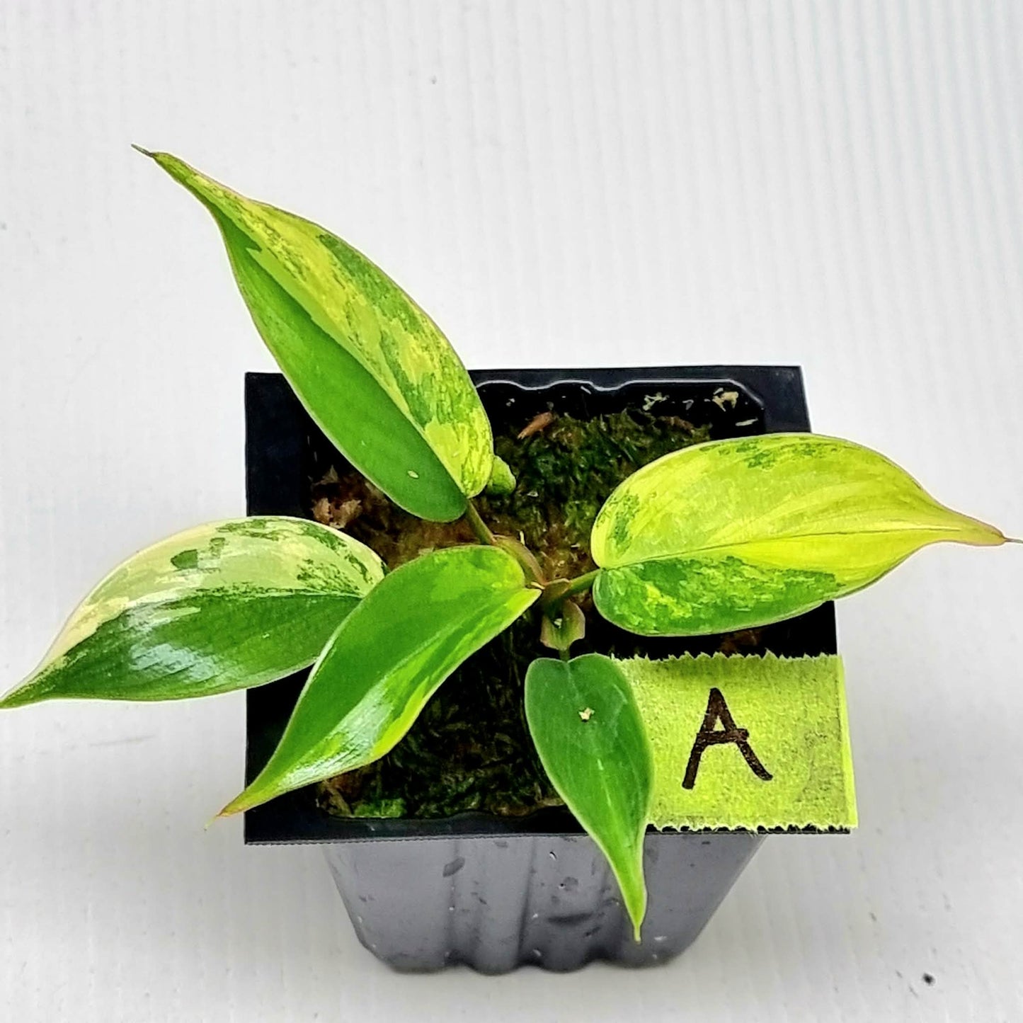 Philodendron Florida Beauty x P. mayoi Variegated