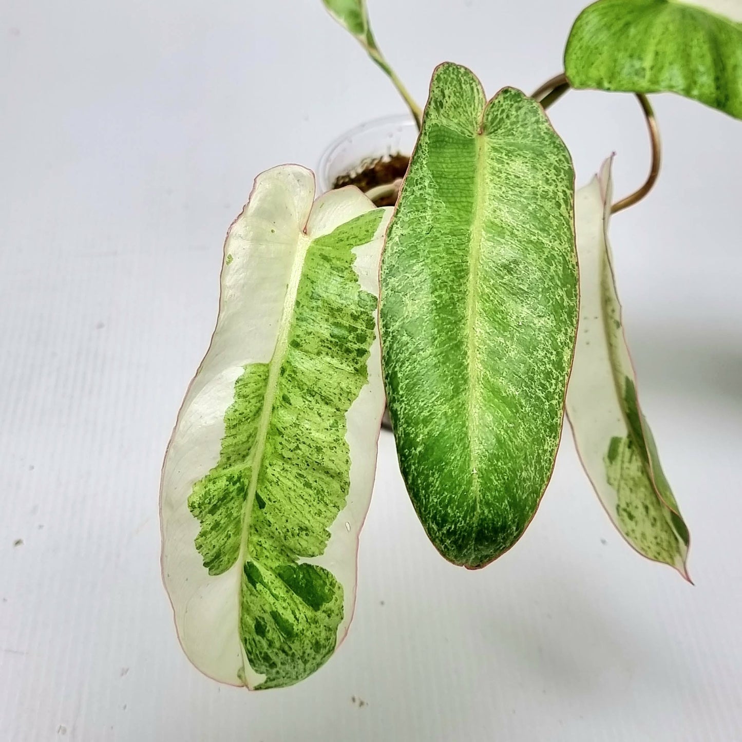 Philodendron Paraiso Verde Albo Variegated