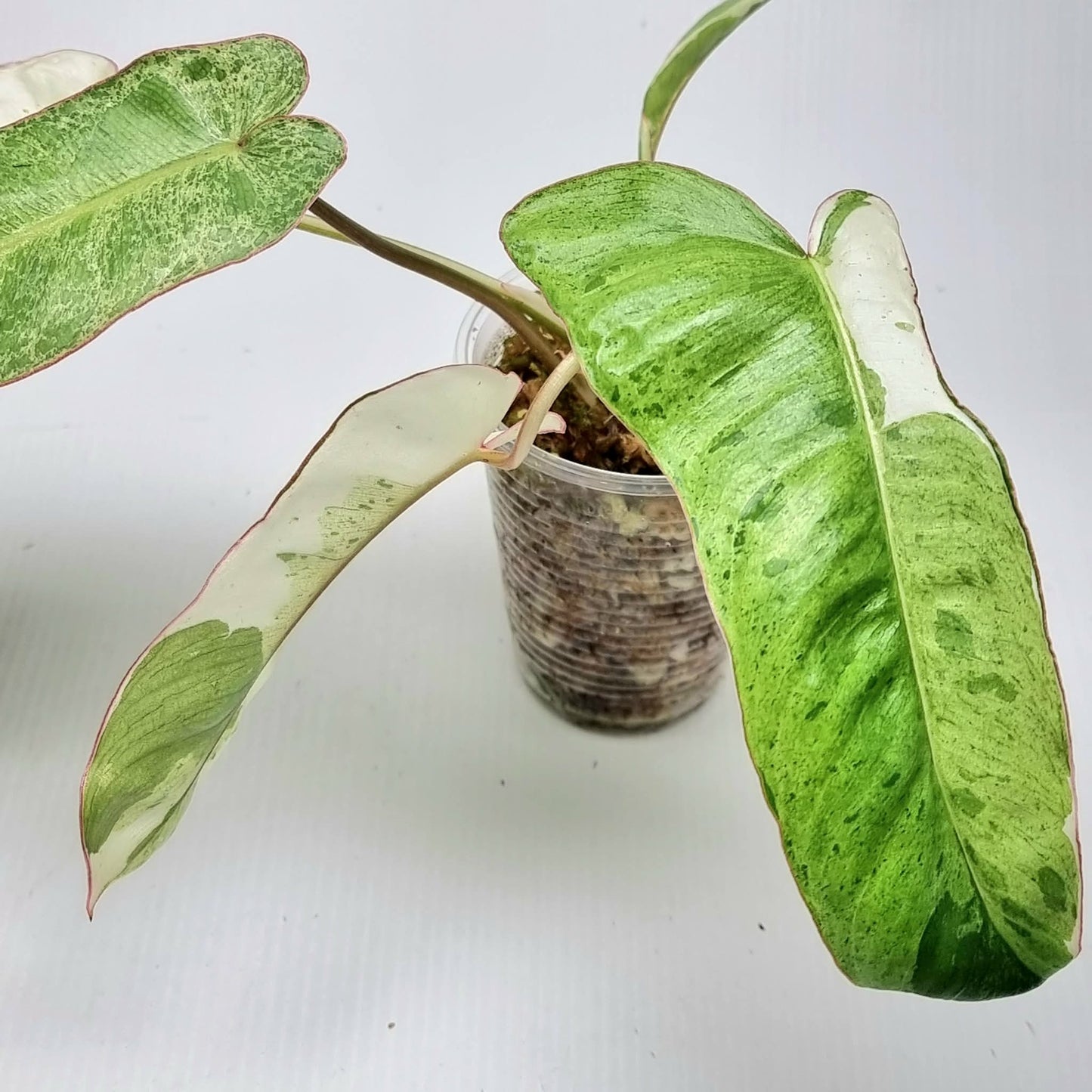Philodendron Paraiso Verde Albo Variegated