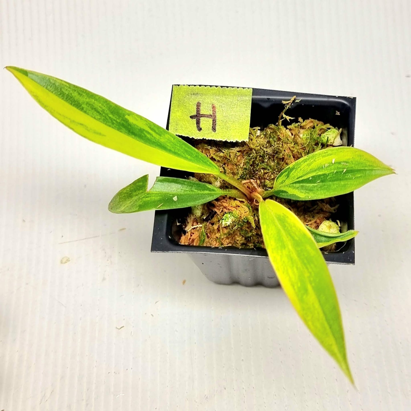 Philodendron Caramel Marble