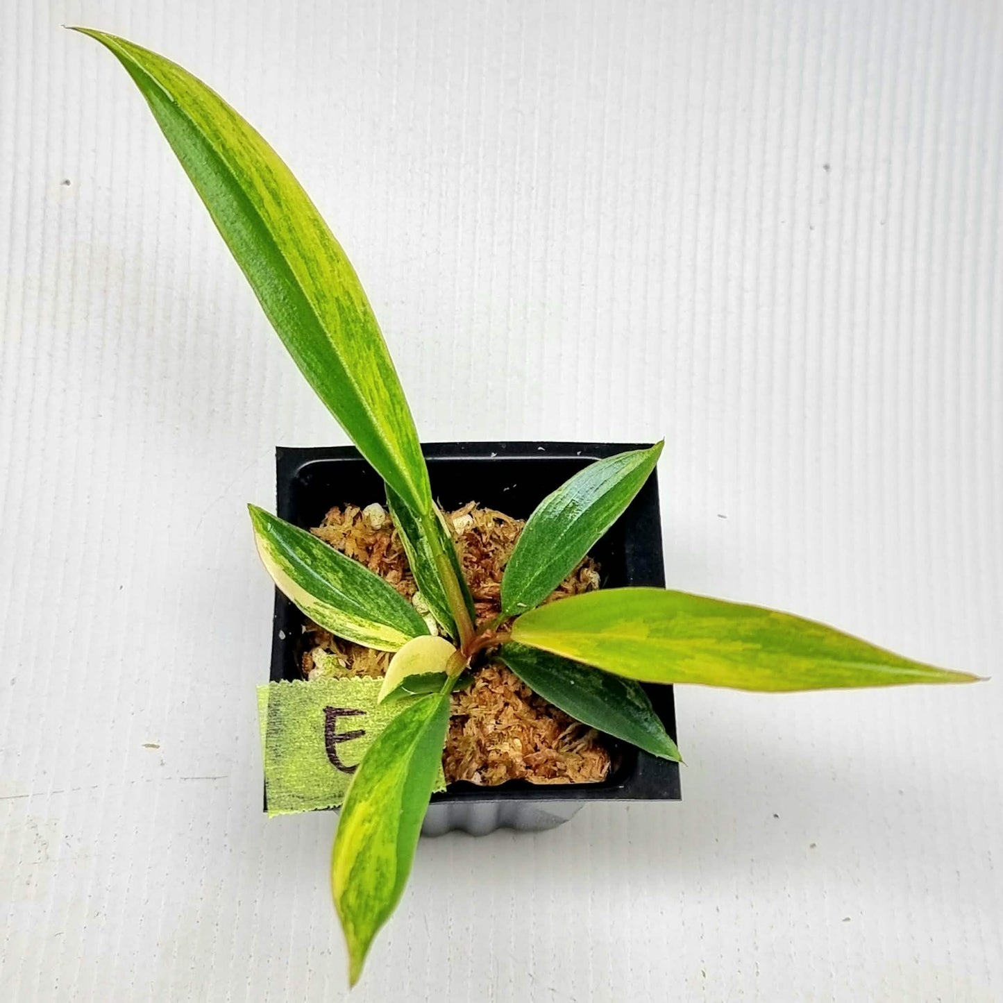 Philodendron Caramel Marble
