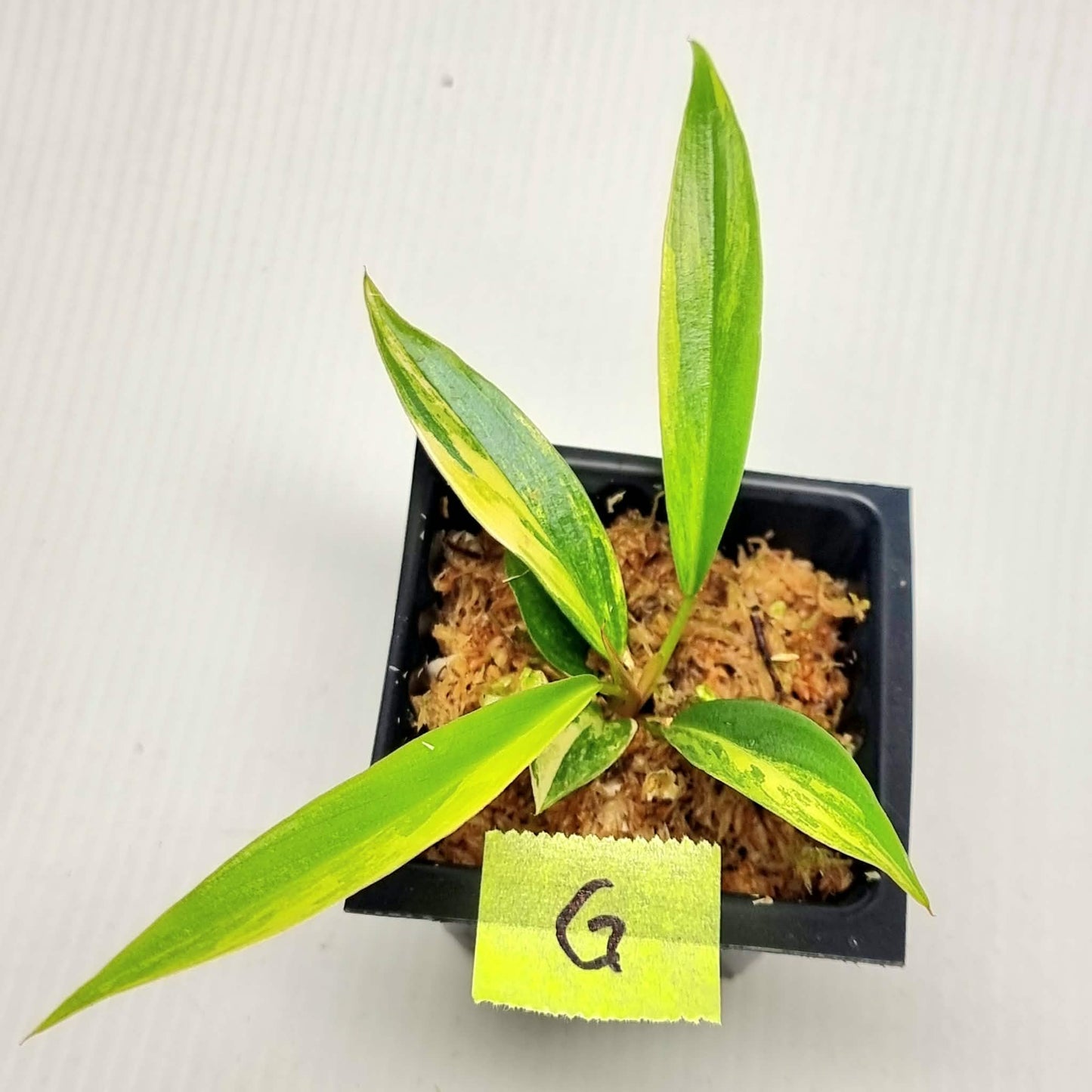 Philodendron Caramel Marble