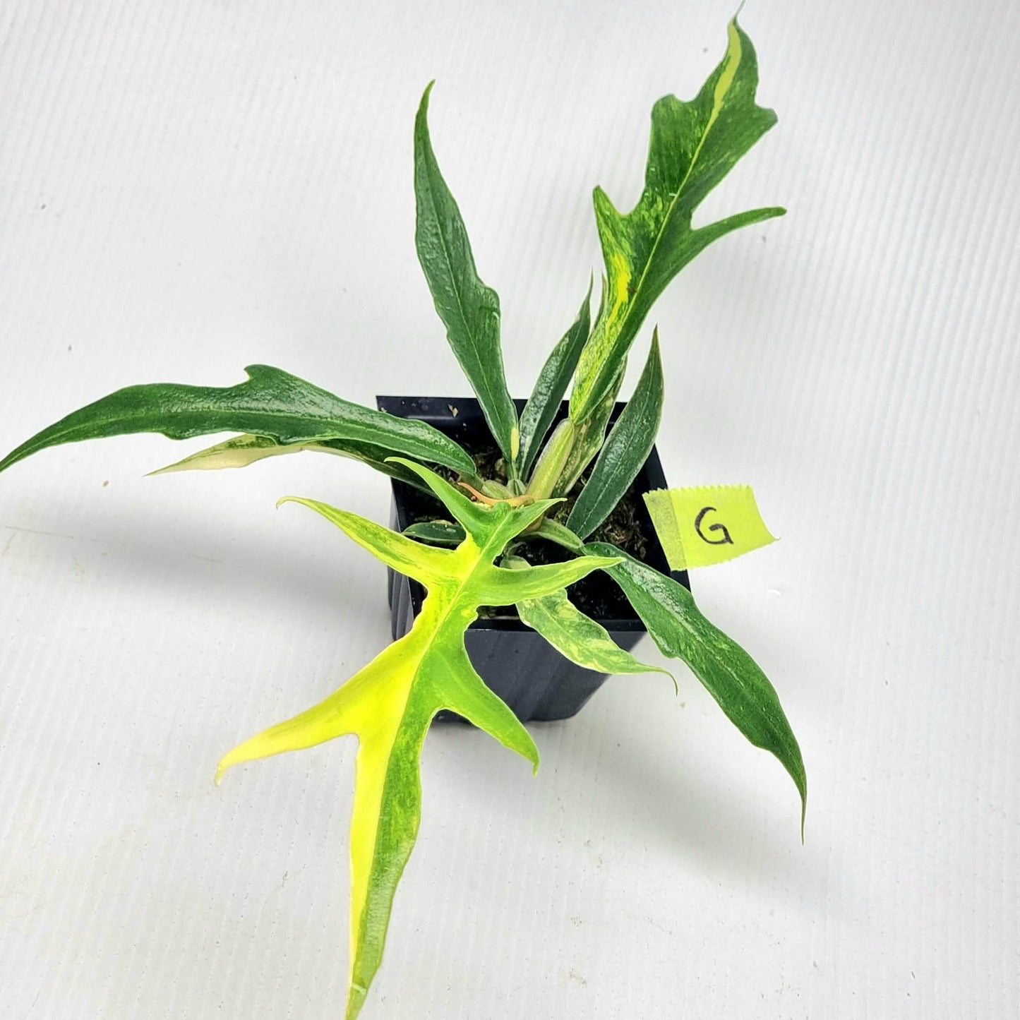 Philodendron tortum Aurea Variegated