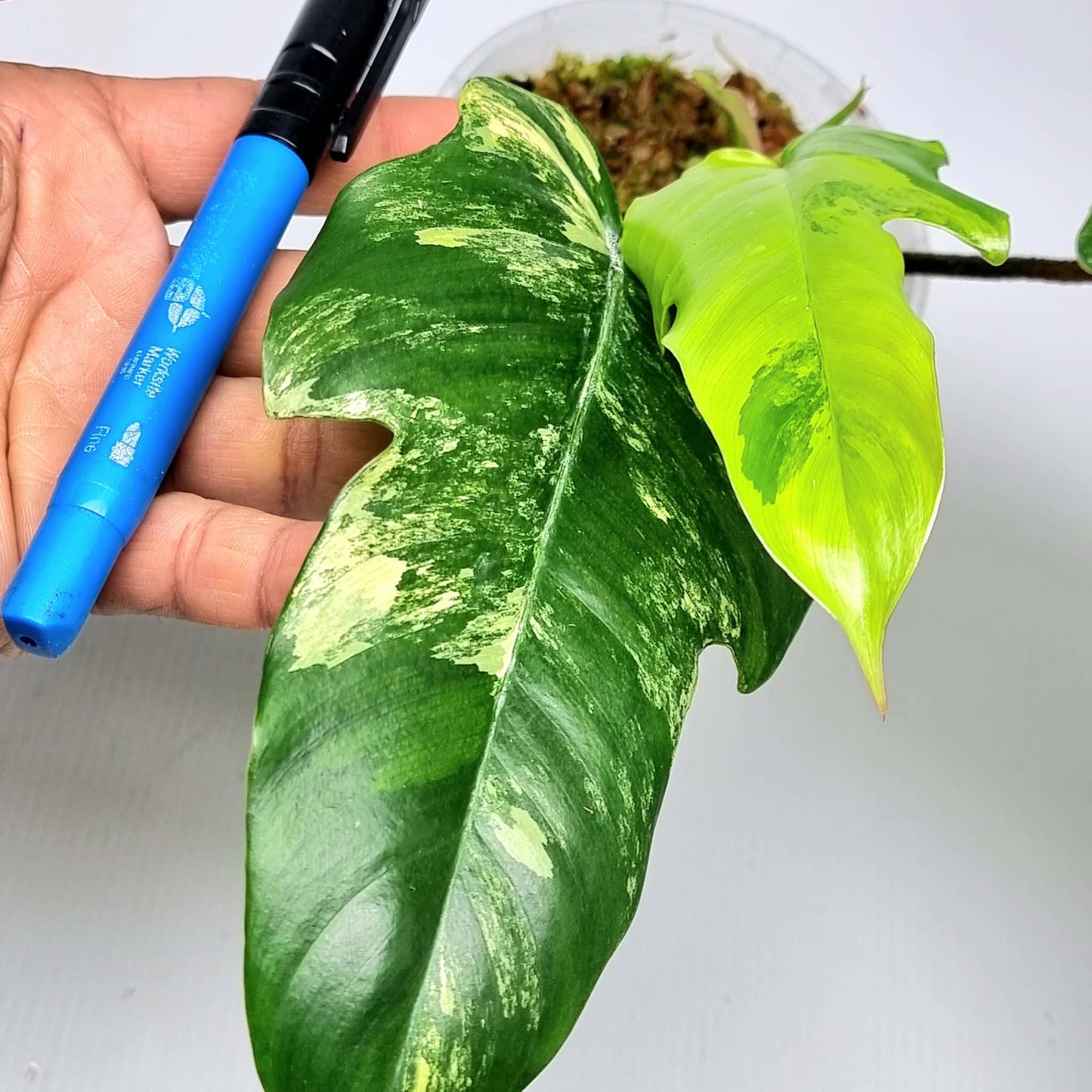 Philodendron squamiferum X P. Florida Beauty Variegated, 100mm