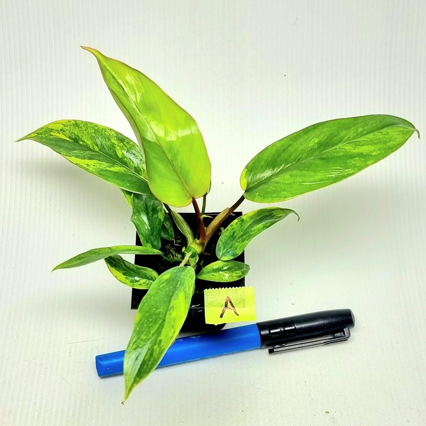 Philodendron mayoi Aurea Variegated