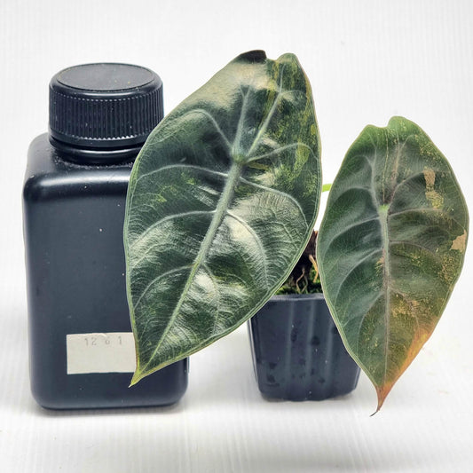 Alocasia sedenii Aurea Variegated