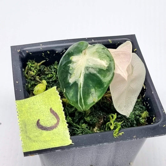 Alocasia Heart Balloon Pink Highly Variegated