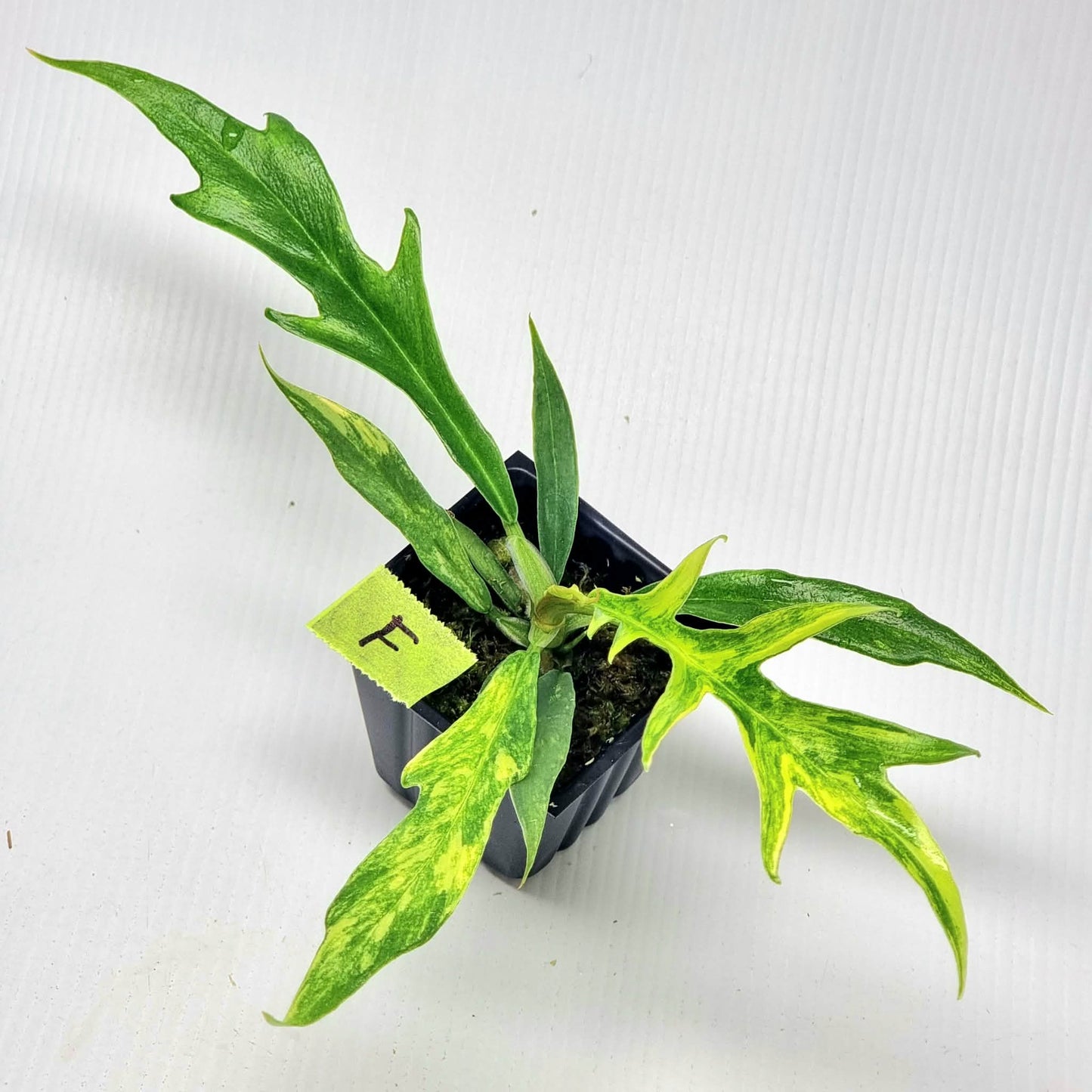 Philodendron tortum Aurea Variegated