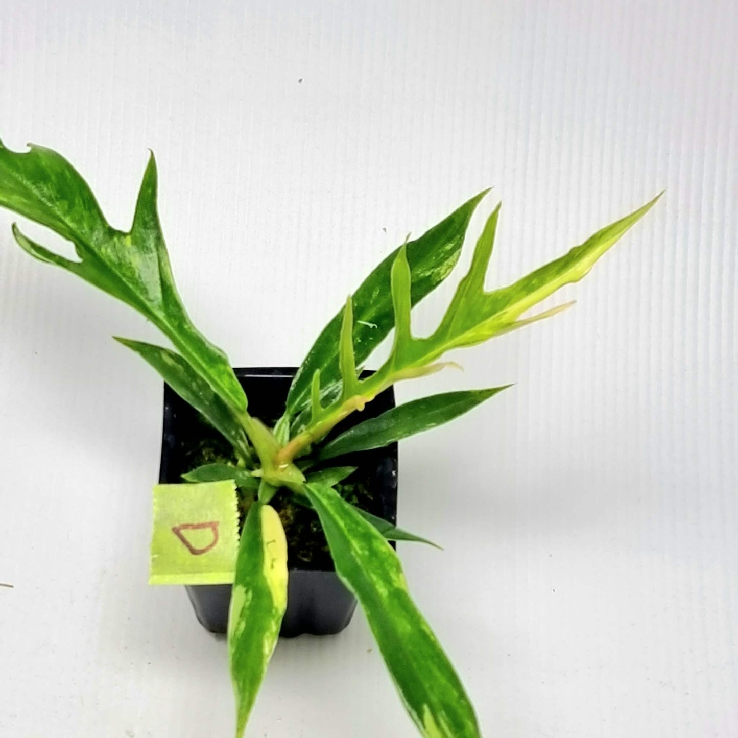 Philodendron tortum Aurea Variegated