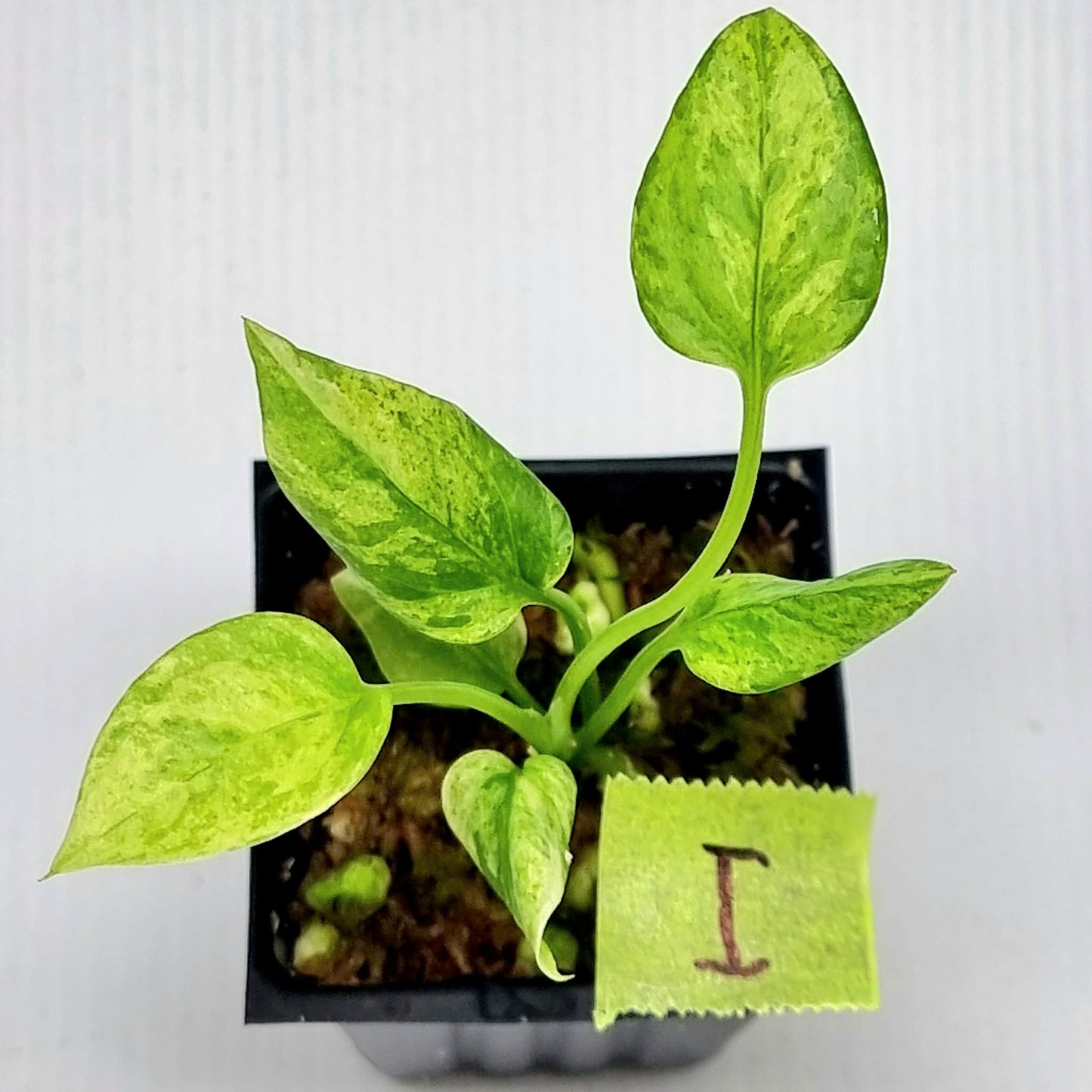 Anthurium vittariifolium Variegated
