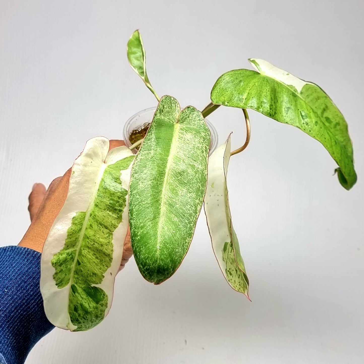 Philodendron Paraiso Verde Albo Variegated