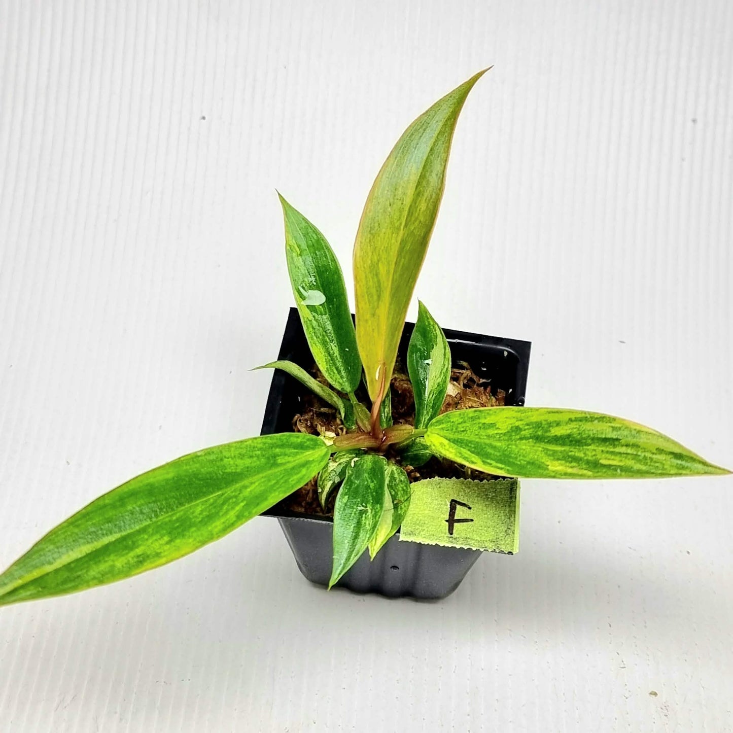 Philodendron Caramel Marble