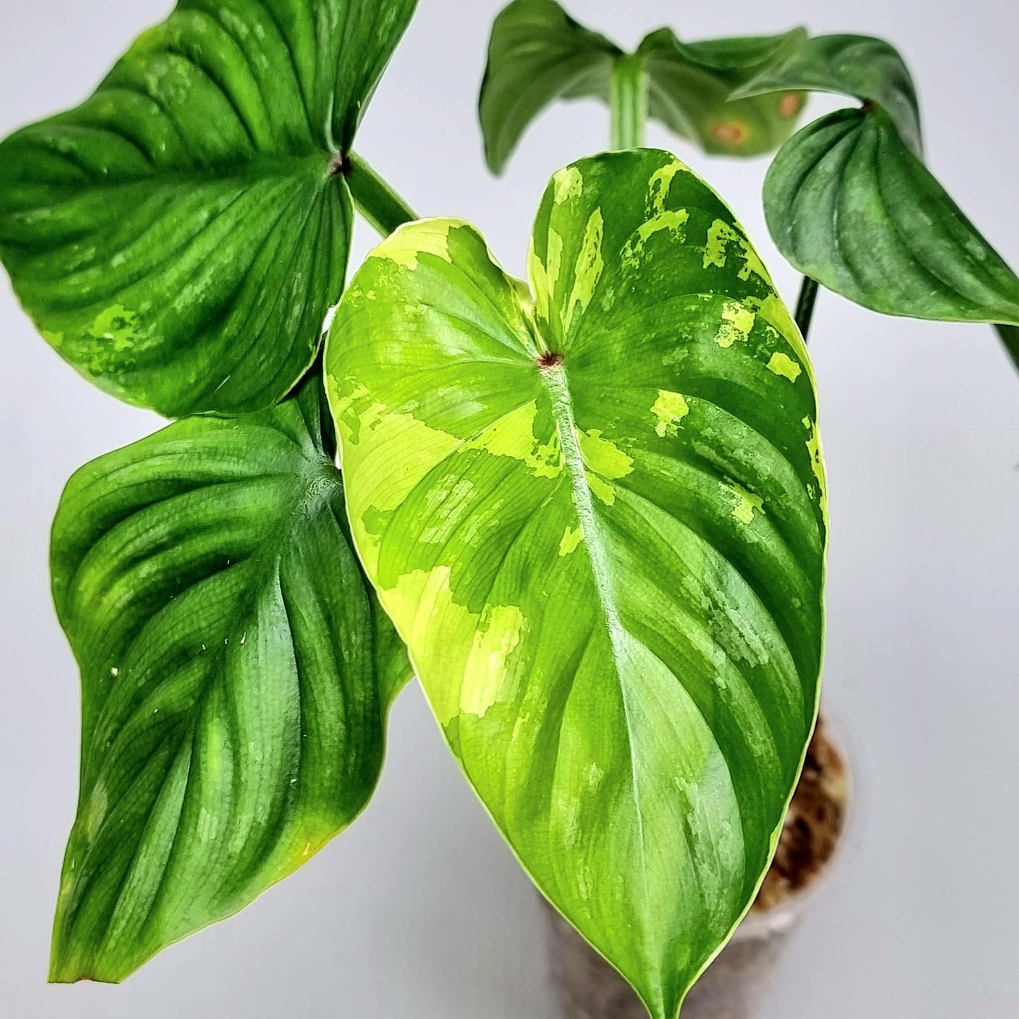 Philodendron plowmanii Variegated (M)