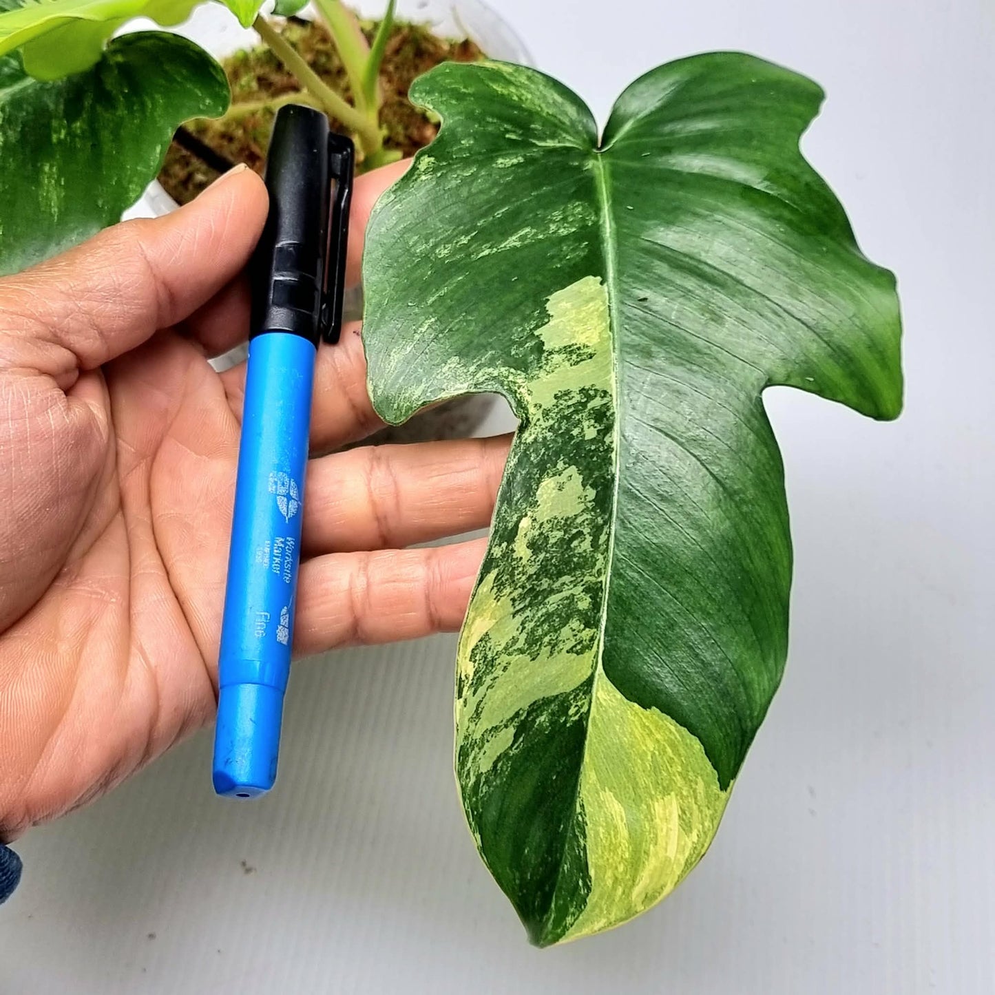 Philodendron squamiferum X P. Florida Beauty Variegated, 100mm