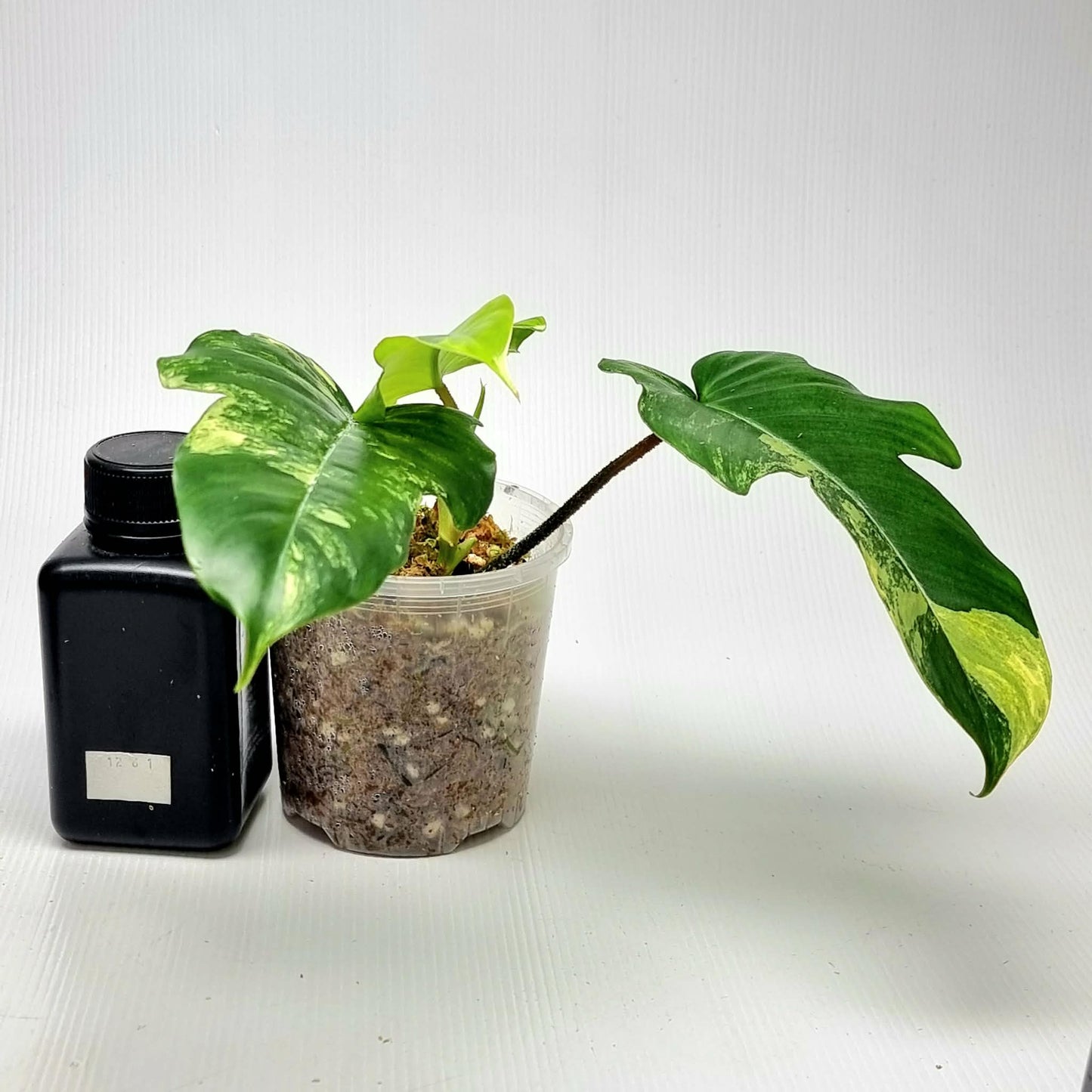 Philodendron squamiferum X P. Florida Beauty Variegated, 100mm