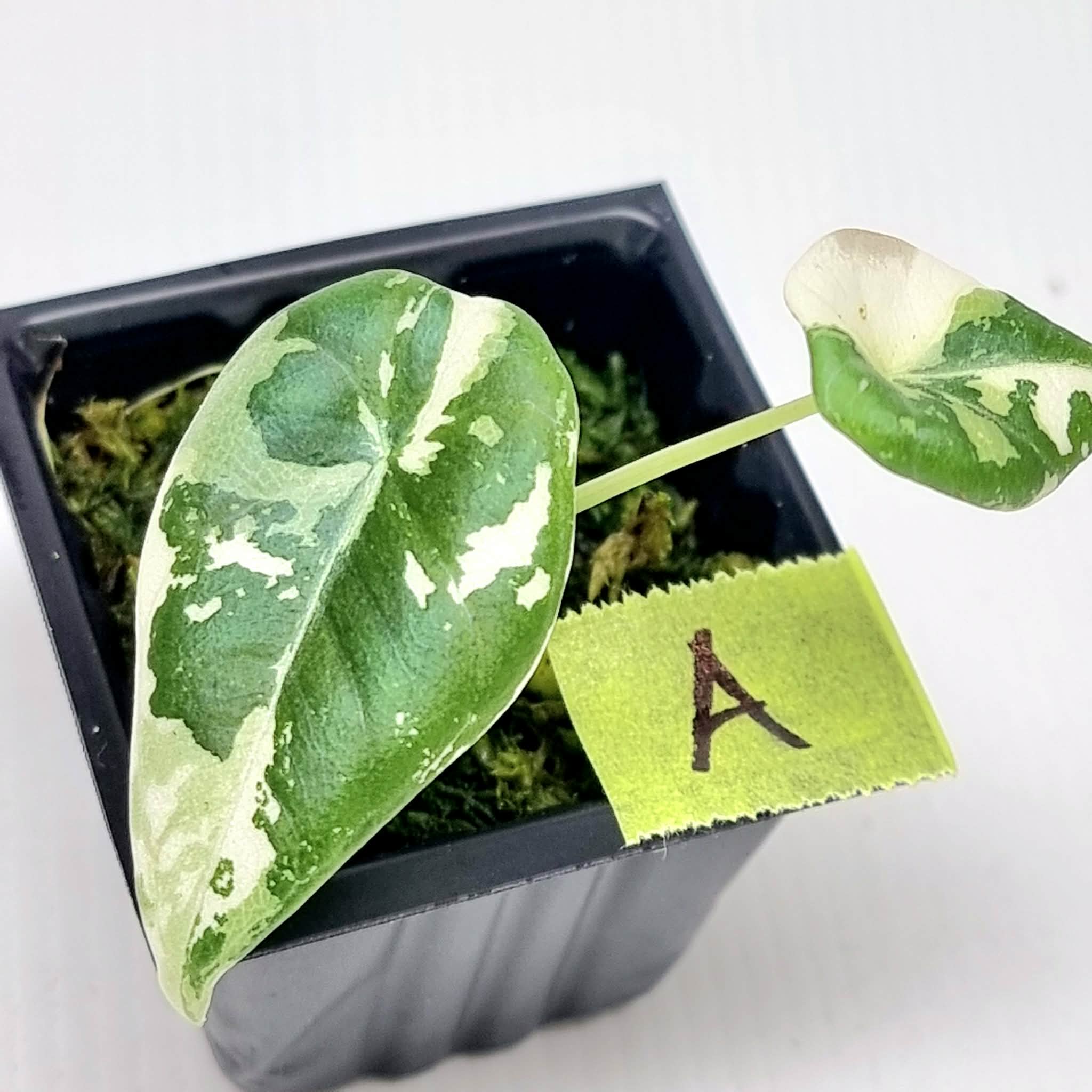 Alocasia Maharani Albo Variegated – Flora Magnifica Australia