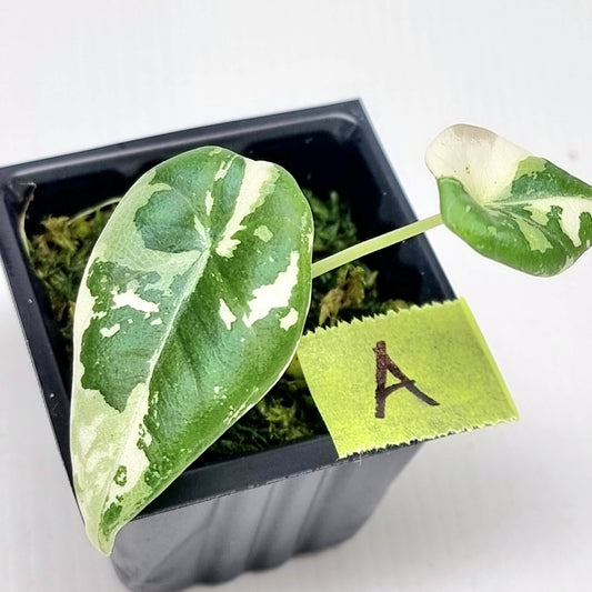 Alocasia Maharani Albo Variegated