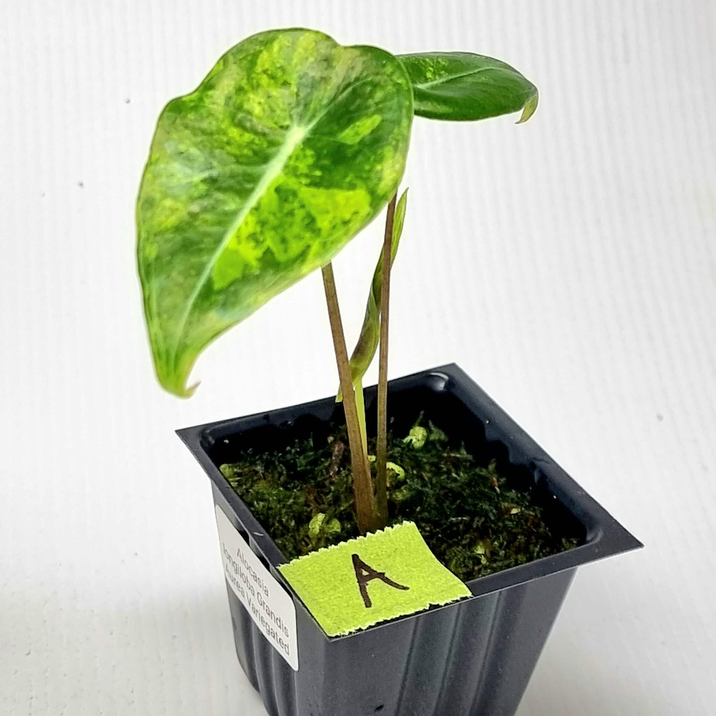 Alocasia longiloba Grandis Aurea Variegated