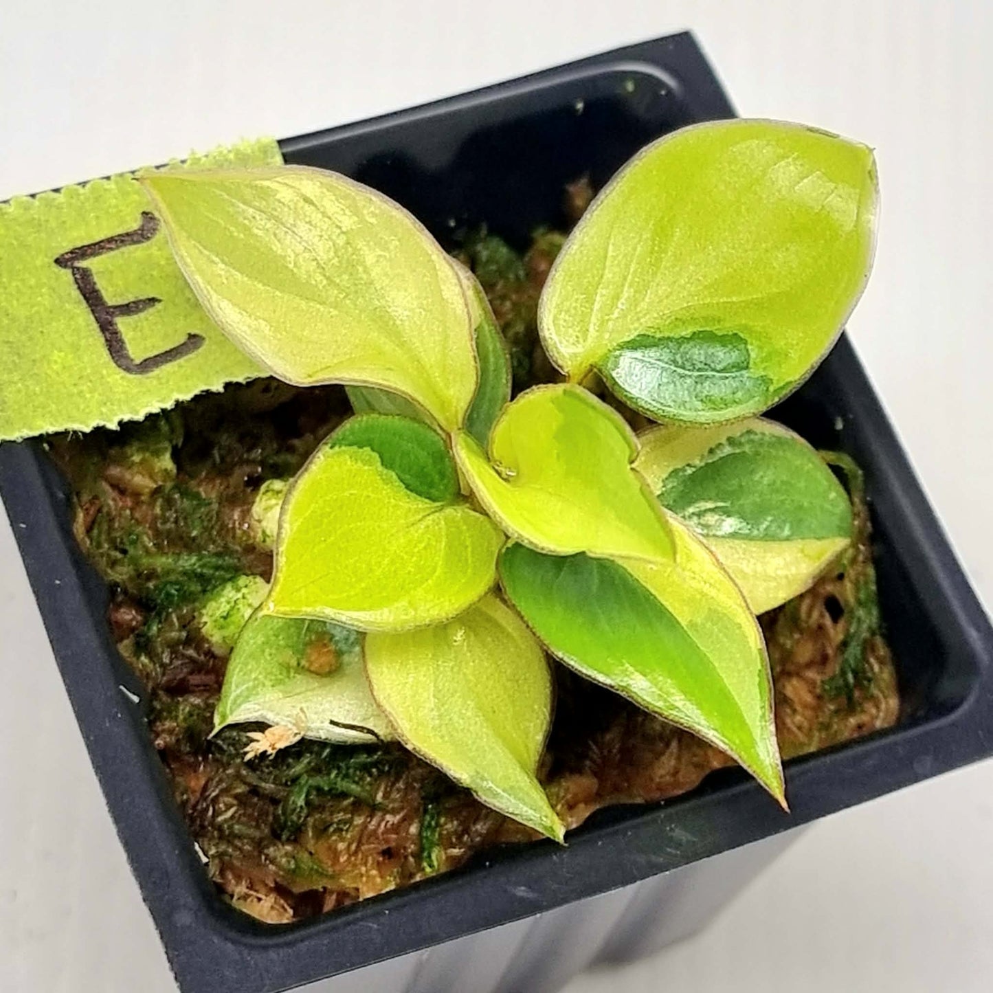 Philodendron billietiae sectoral variegation