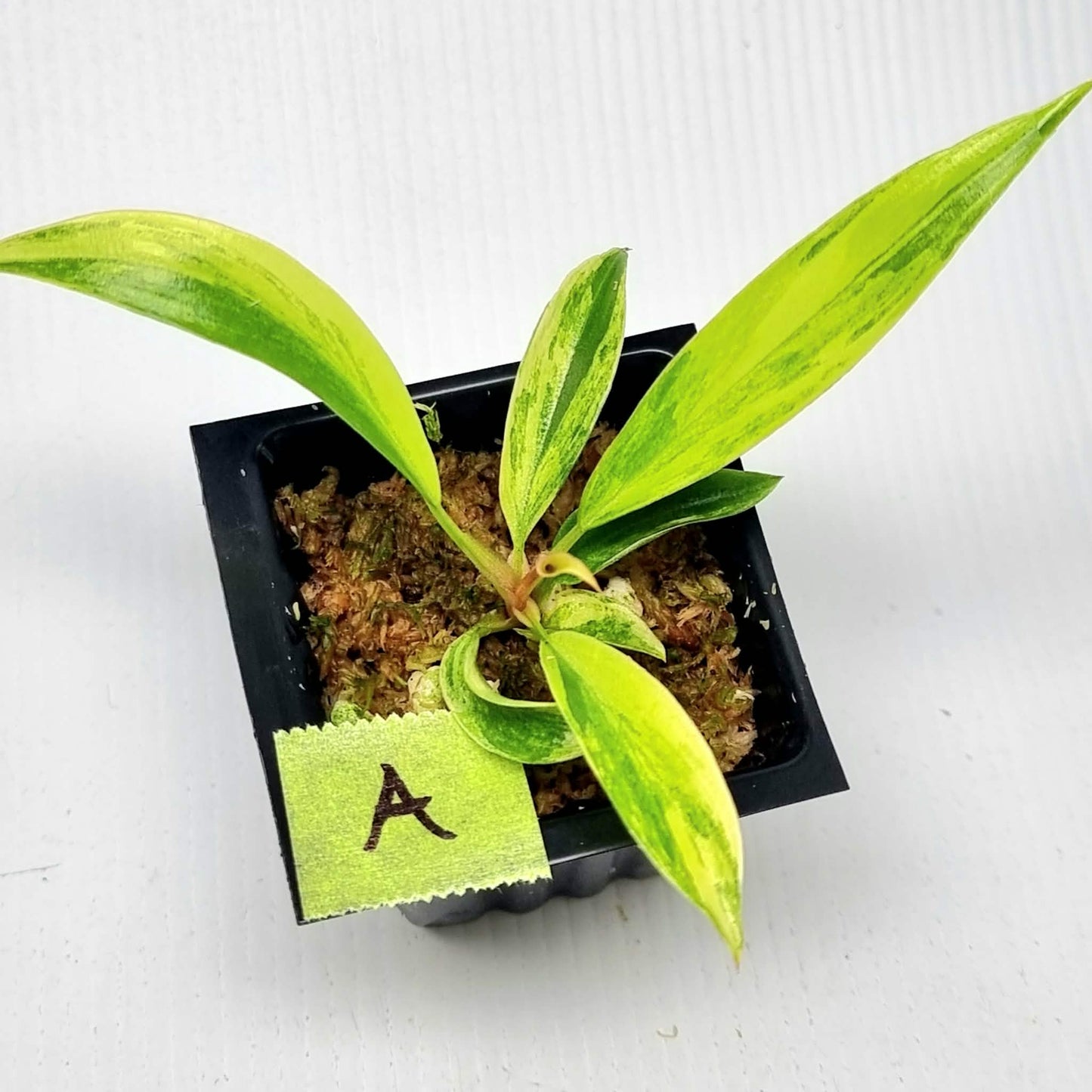 Philodendron Caramel Marble