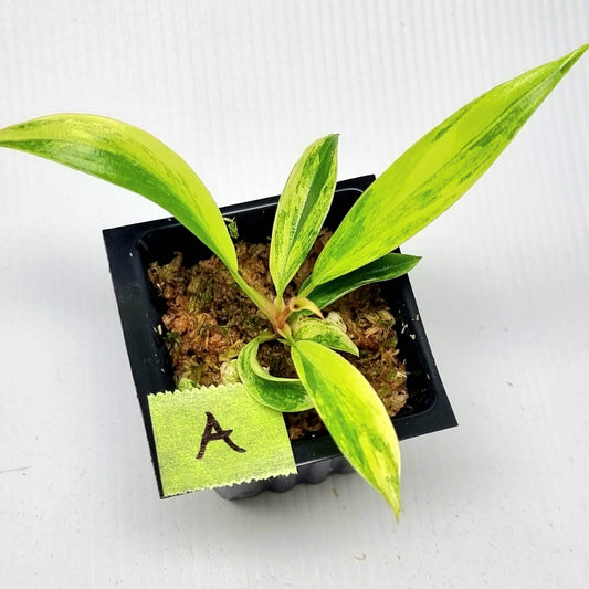 Philodendron Caramel Marble
