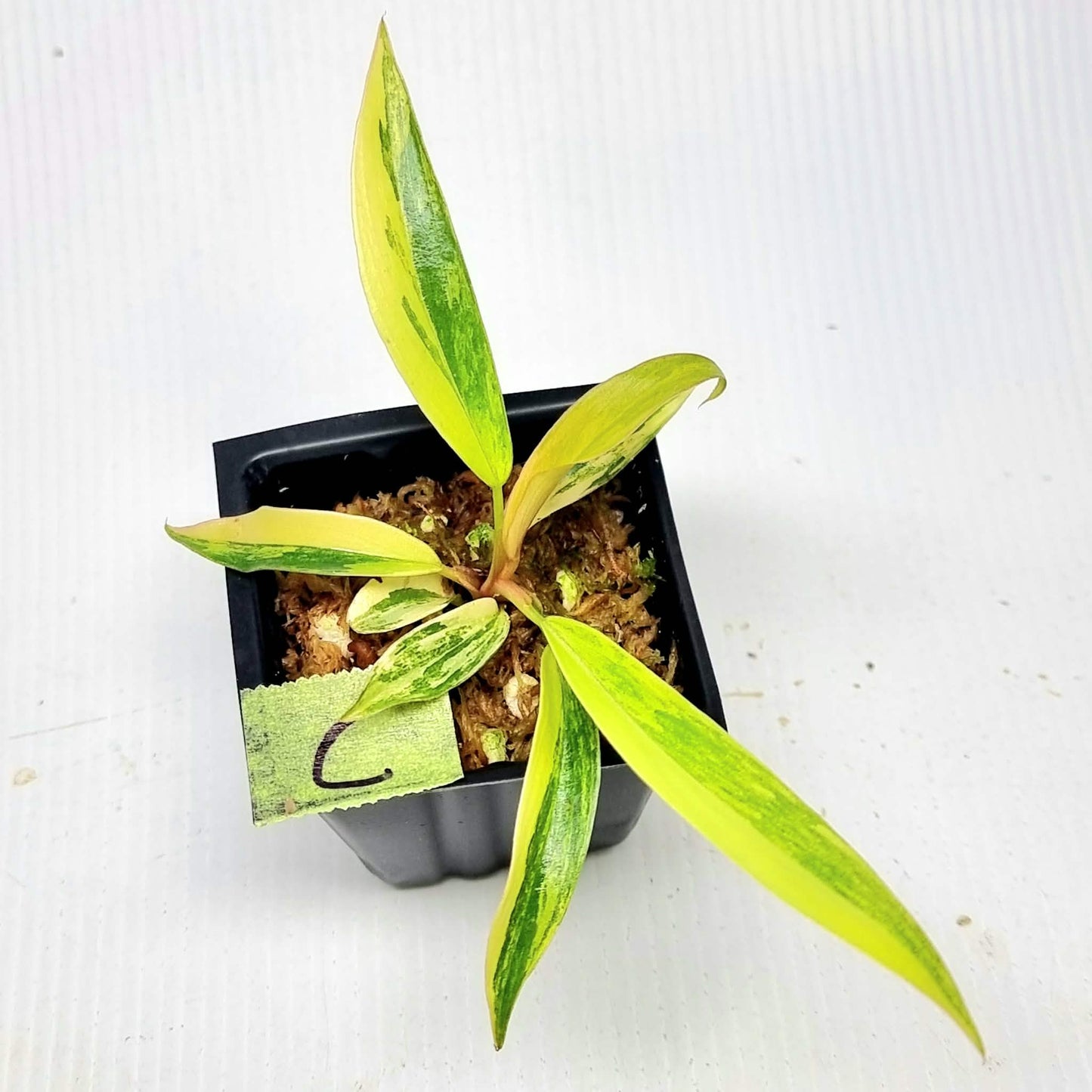 Philodendron Caramel Marble
