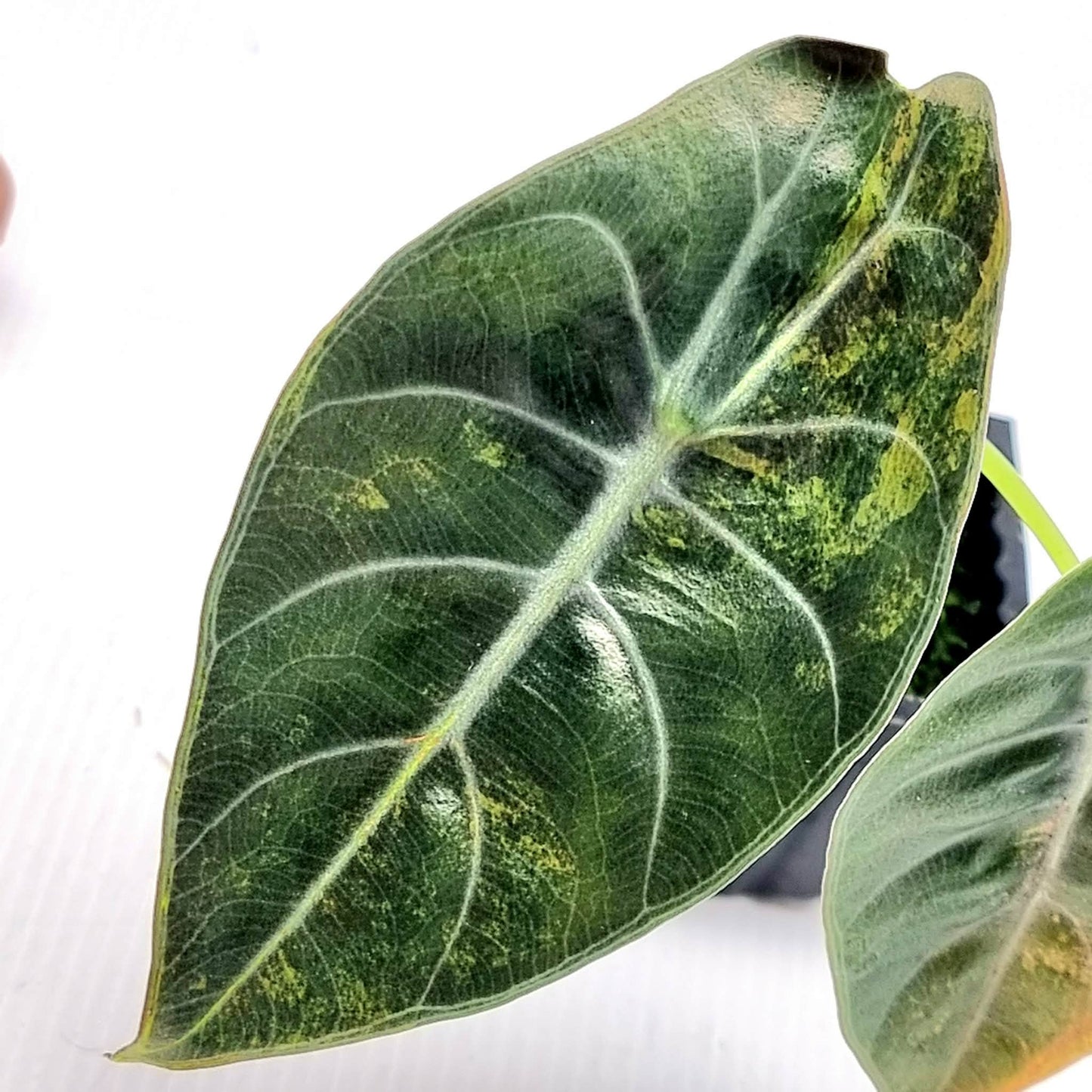 Alocasia sedenii Aurea Variegated