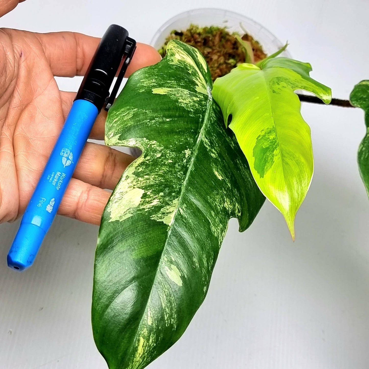 Philodendron squamiferum X P. Florida Beauty Variegated, 100mm