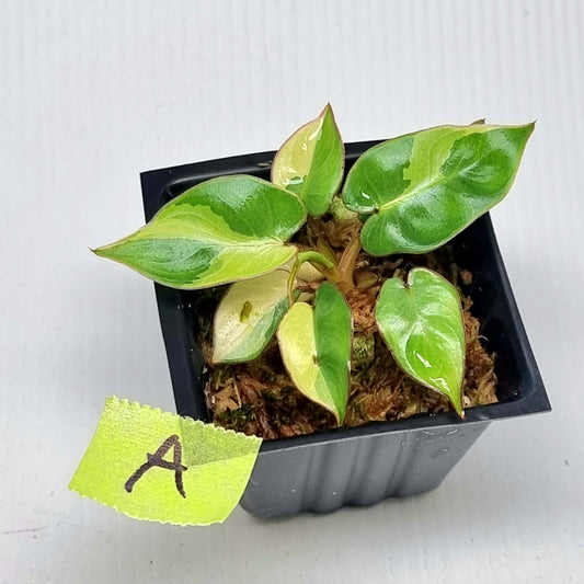 Philodendron billietiae sectoral variegation