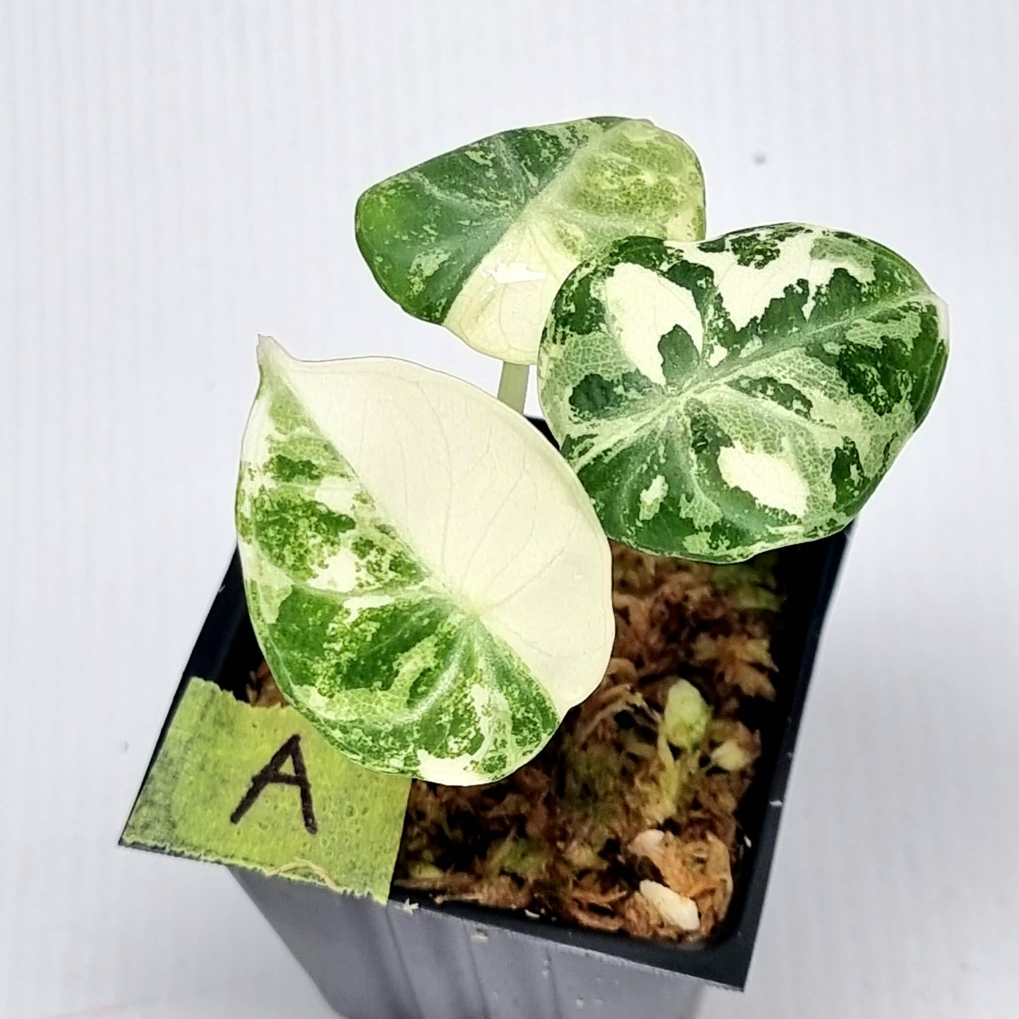 Alocasia Ninja Albo Variegated – Flora Magnifica Australia