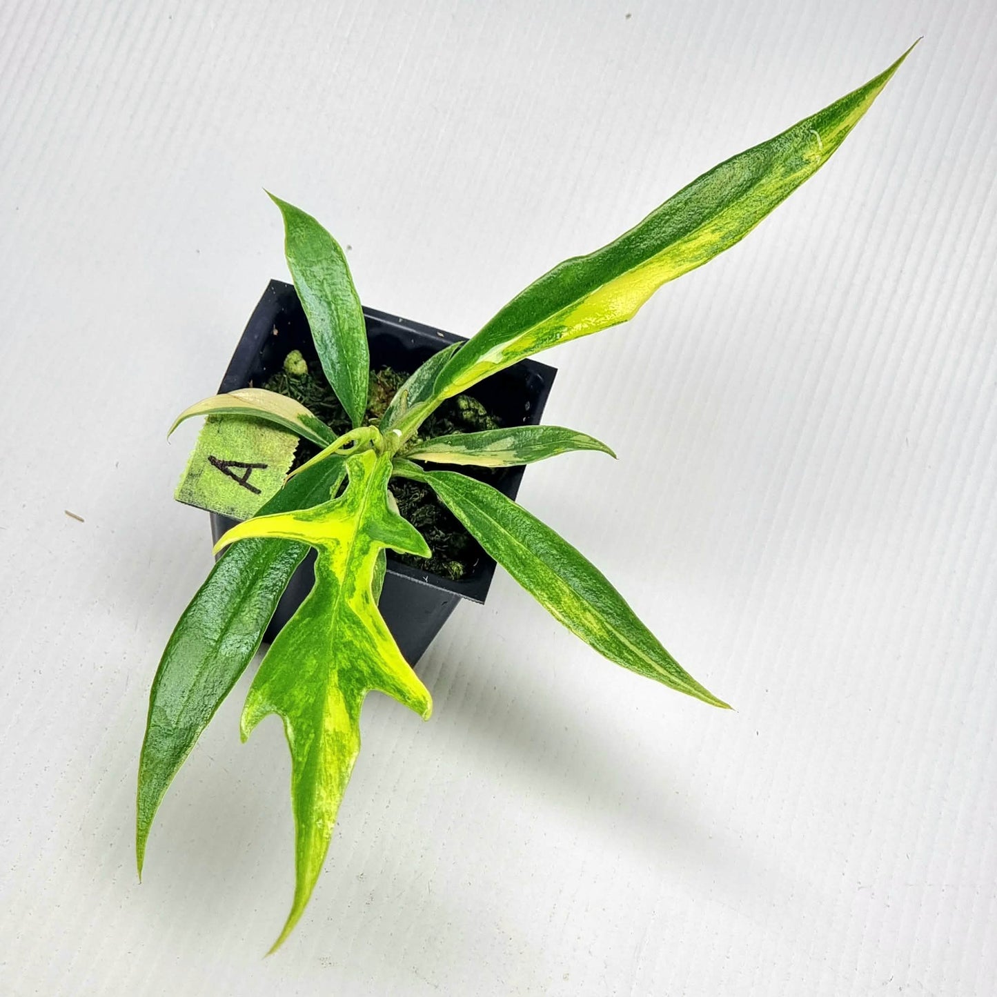 Philodendron tortum Aurea Variegated