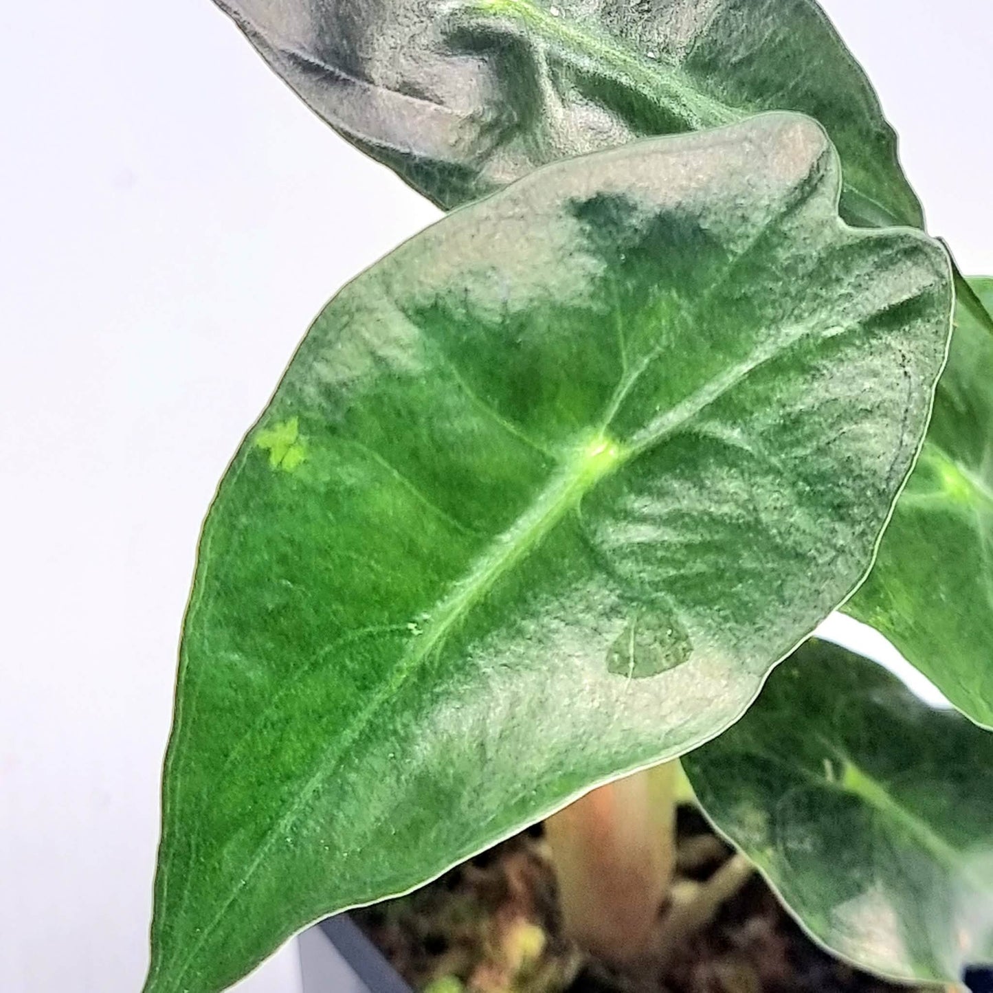 Alocasia Venom Aurea Low Variegated