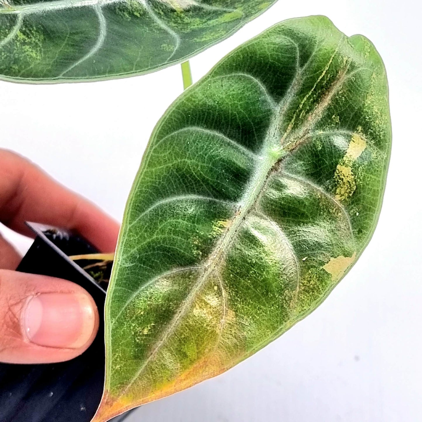 Alocasia sedenii Aurea Variegated