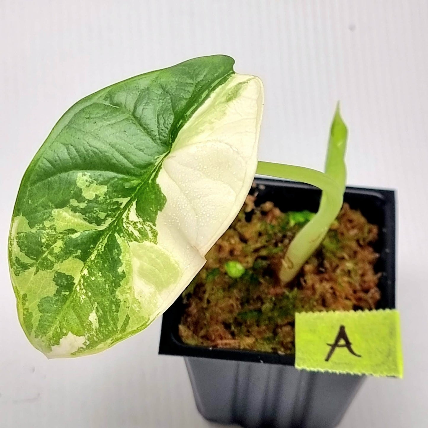 Alocasia Silver Dragon Albo Variegated