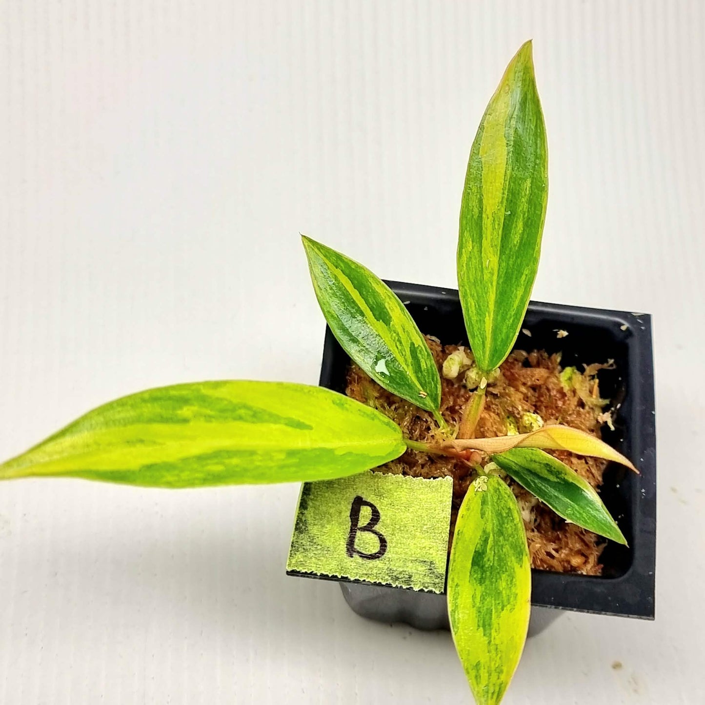 Philodendron Caramel Marble