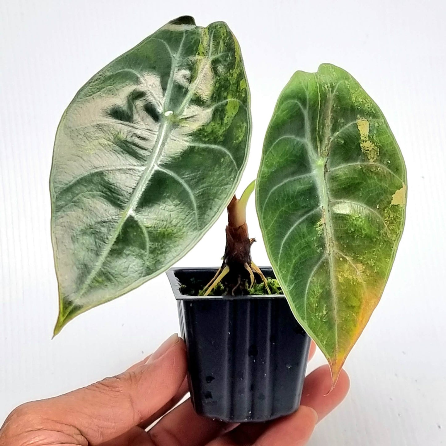 Alocasia sedenii Aurea Variegated